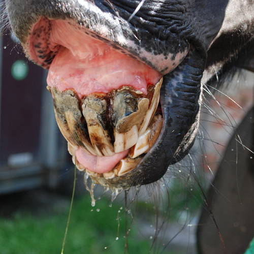 Problemy z zębami u koni